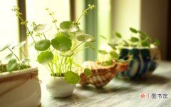 【植物】10种常见植物水培技巧，水培原来这么简单！