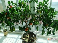 【桔子树】盆栽桔子树的养殖方法：置于光照充足、通风良好的场所养护