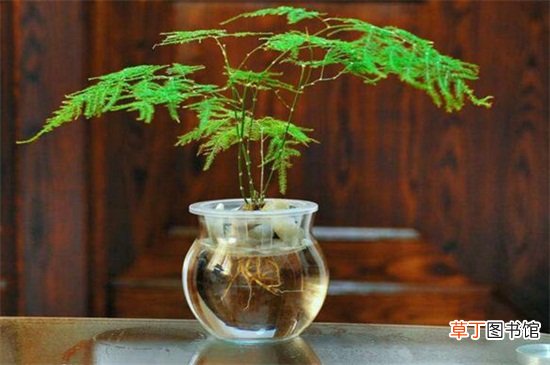 【水养】适合水养的室内植物花，吊兰不仅能净化空气还有助于睡眠