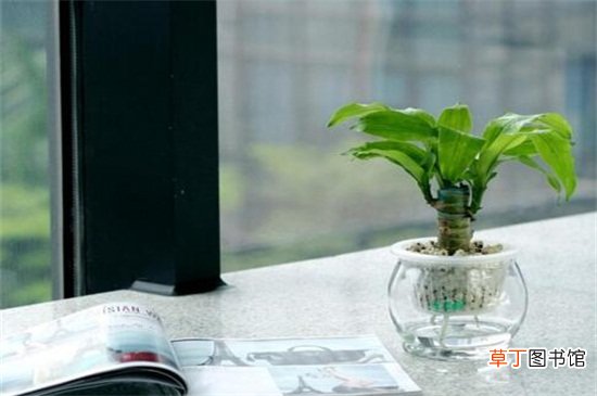 【水养】适合水养的室内植物花，吊兰不仅能净化空气还有助于睡眠