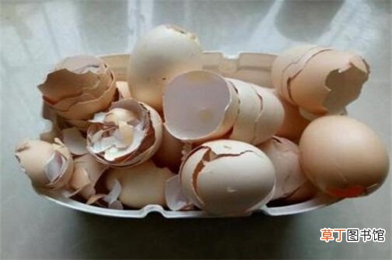 【土壤】熟鸡蛋可以做花肥吗，埋入土壤或发酵使用即可