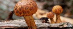 【繁殖】蘑菇怎么繁殖