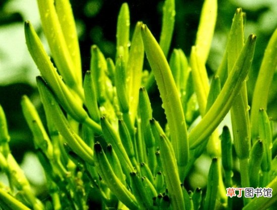 【种植】黄花菜怎样种植：介绍黄花菜的地栽种植流程