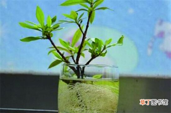 【水培】栀子花水培最佳时间，生长期水培可迅速生根