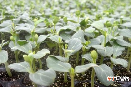 【播种】西瓜籽是怎么种出来的，详解西瓜籽播种过程