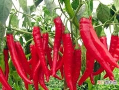 【热性】辣椒是酸性还是碱性：辣椒性热，属热性中等碱性食物。