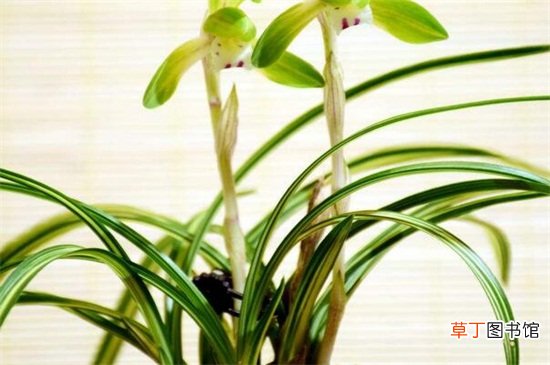 【生长】阿司匹林养兰花喷叶还是浇根，浇根更利于根系生长