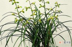 【生长】阿司匹林养兰花喷叶还是浇根，浇根更利于根系生长