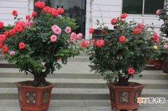 【盆栽】新买的月季花怎么盆栽，4个步骤养出娇嫩美艳的月季花