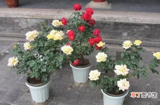 【盆栽】新买的月季花怎么盆栽，4个步骤养出娇嫩美艳的月季花