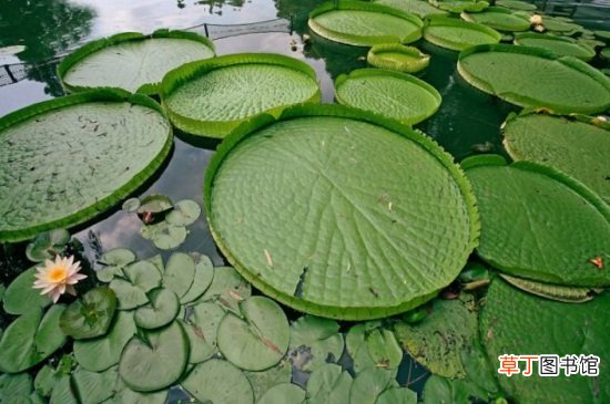 【水生植物】王莲是水生植物