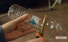 【水培】栀子花懒人的水培扦插，一个塑料瓶一块泡沫就能搞定
