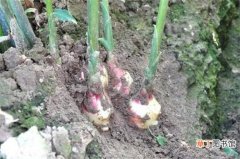 【方法】姜怎么种盆栽，六步方法成功种植