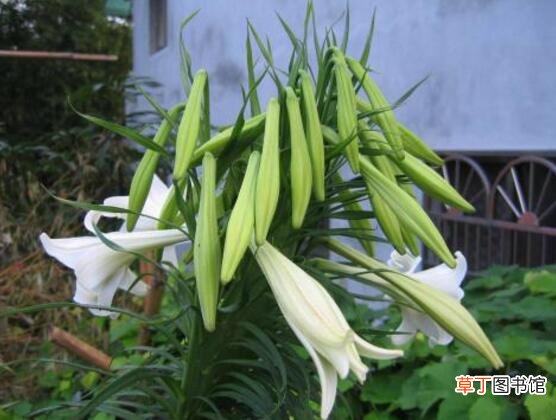 【技巧】台湾百合的养殖方法，五个技巧让台湾百合花繁叶茂
