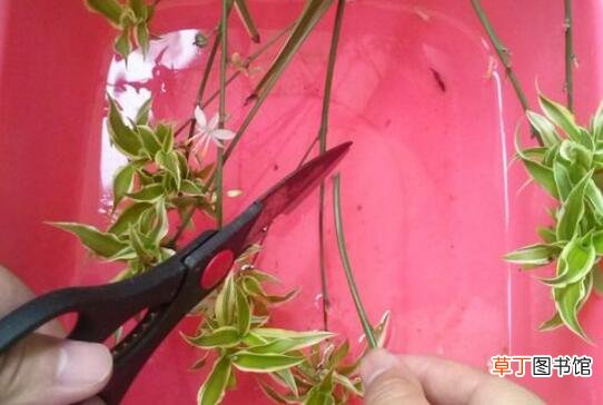 【扦插】吊兰扦插繁殖方法图解，4步教你繁殖出新的吊兰盆栽