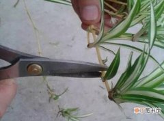 【扦插】吊兰扦插繁殖方法图解，4步教你繁殖出新的吊兰盆栽