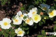 【种植】峨眉蔷薇如何盆栽，4个步骤种植盆栽峨眉蔷薇