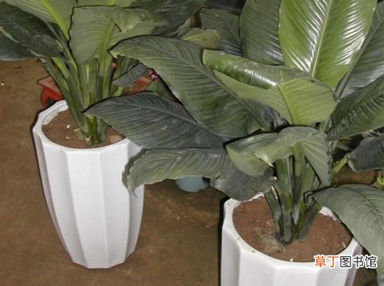 【植物】绿巨人植物怎么养：喜温暖湿润环境