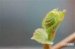 【生长】葡萄的生长过程，萌芽到落叶六个生长阶段