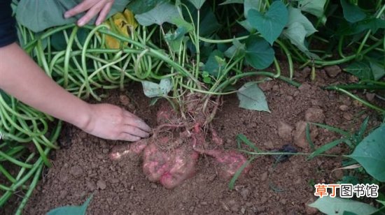 【方法】红薯/番薯/地瓜的栽种方法有图文案例