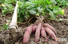 【方法】红薯/番薯/地瓜的栽种方法有图文案例