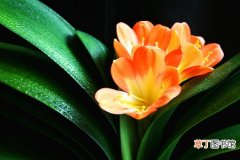 【开花】君子兰几年开花：家和温室培养不一样