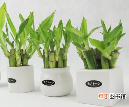 【养殖方法】富贵竹的养殖方法：水 营养 光照 环境要控好