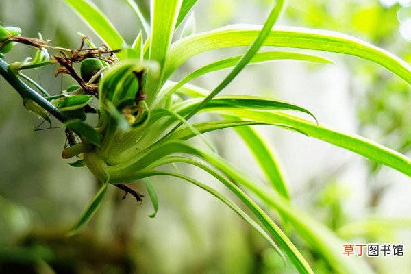 【养殖方法】散尾葵的养殖方法和注意事项，越冬管理要仔细