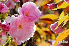 【开花】日本晚樱什么时候开花，花期在4-5月果期在6-7月