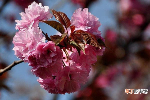 【开花】日本晚樱什么时候开花，花期在4-5月果期在6-7月
