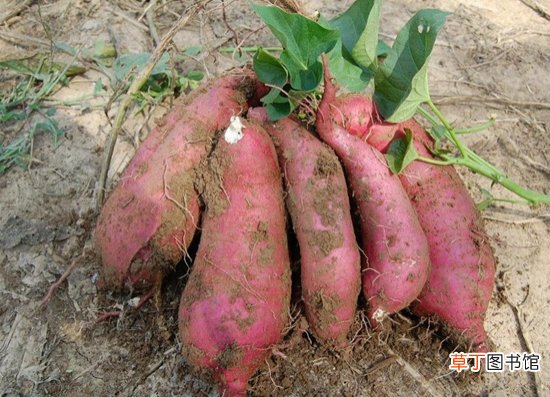 【多】红薯多少钱一斤：9月以后，全国大部分地区红薯价格整体维持在：0.6—0.8元/公斤