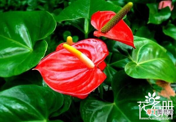 全年都可开花 【花期】红掌一年能开几次花 红掌花期有多长