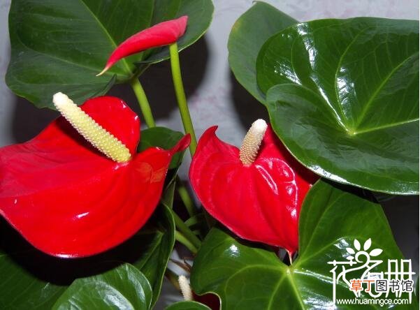 【开花】红掌一年四季都开花吗 红掌养护得当可四季开花