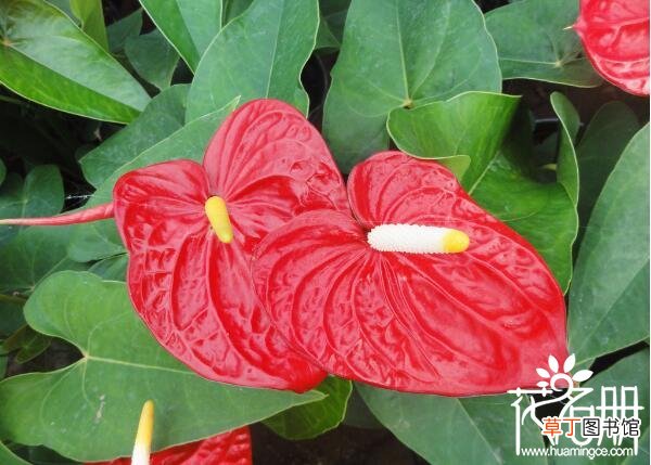 【开花】红掌一年四季都开花吗 红掌养护得当可四季开花