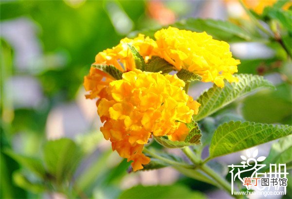 5-10月份最盛 【开花】五色梅什么时候开花，五色梅全年都可以开花