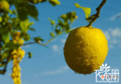 【树】柠檬树四季灌溉方法，掌握如何浇水使柠檬树茁壮生长