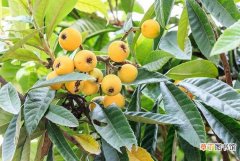 【树】枇杷树养殖方便，结出的果实丰富多汁