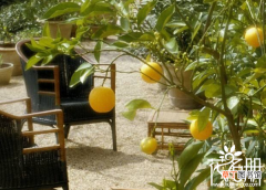 【室内】柠檬具有特殊的驱虫左右，适宜在室内养殖