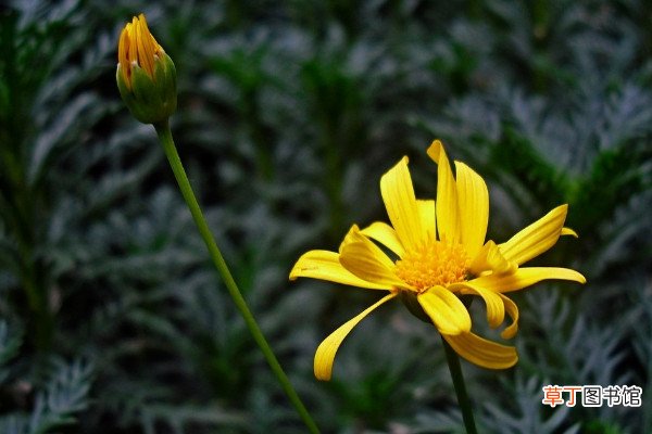 【光照】黄金菊的养殖方法，除了光照要求外还需用心修剪