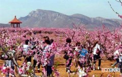 三月下旬 【桃花】2018上海桃花节是几月几日 2018上海桃花节攻略
