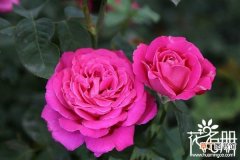 月季、菊花 【月季】北京的市花是什么，北京的两种市花是什么