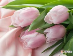 【幸福】粉色郁金香代表什么，永远的爱和幸福