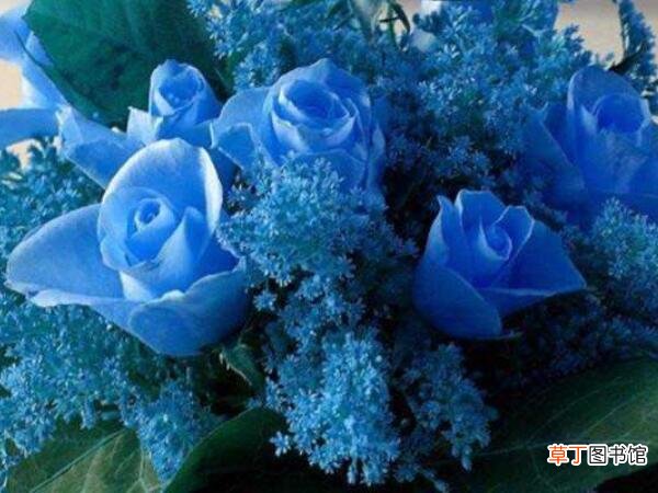 永久不变的爱 【蓝色妖姬】蓝色妖姬代表什么意思，11朵蓝色妖姬代表什么