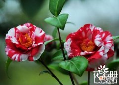 【产地】温州的市花是什么花，温州是山茶花原产地之一