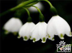 2 【象征】芬兰的国花是什么花，象征纯洁和幸福的铃兰