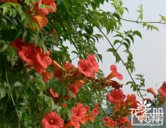 5-8月 【开花】凌霄花什么时候开花，凌霄花种几年能开花