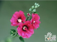 10种超耐寒花卉 【适合】北方适合养什么花 适合北方种植的花卉(2)