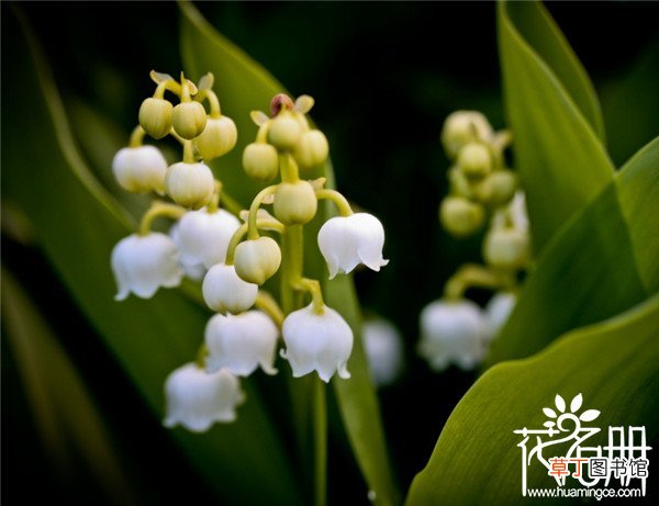 【象征】芬兰的国花是什么花，象征纯洁和幸福的铃兰