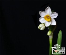 【水仙花】凌波仙子是什么花，金盏银台水仙花