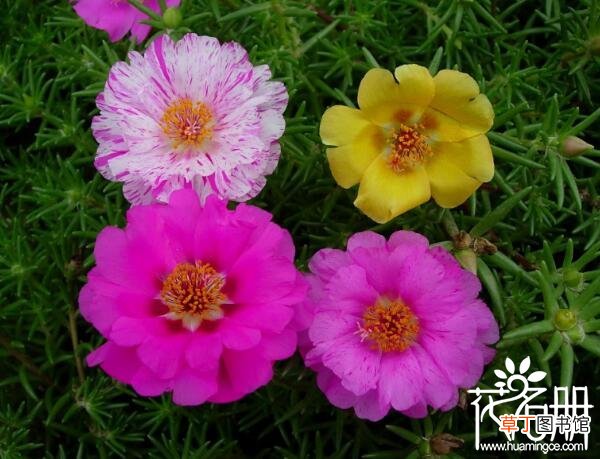 超好养 【好养】夏季好养的花有哪些 适合夏季养殖的8种花卉